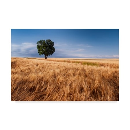 Michael Blanchette Photography 'Lone Tree In Wheat Field' Canvas Art,16x24